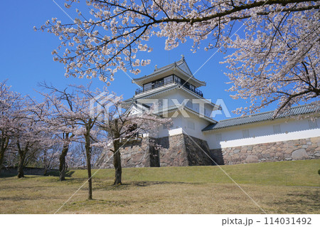 悠久山公園の桜、長岡市、新潟県、日本 114031492