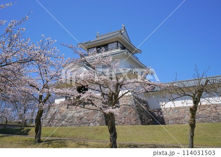 悠久山公園の桜、長岡市、新潟県、日本 悠久山公園の桜、長岡市、新潟県、日本 114031503