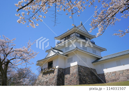 悠久山公園の桜、長岡市、新潟県、日本 114031507
