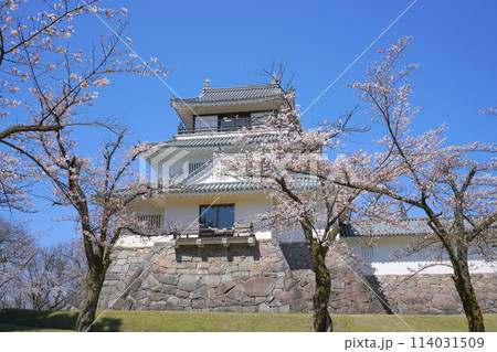 悠久山公園の桜、長岡市、新潟県、日本 114031509