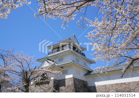 悠久山公園の桜、長岡市、新潟県、日本 114031514