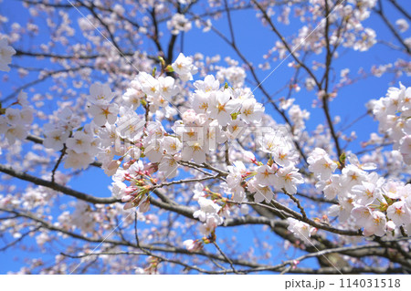 悠久山公園の桜、長岡市、新潟県、日本 114031518