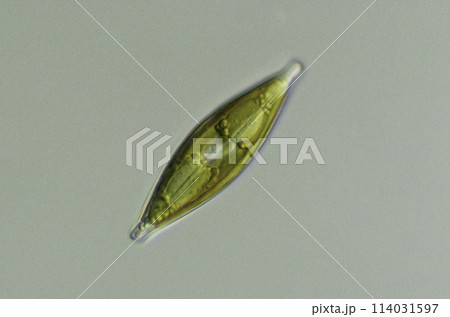 フナガタケイソウ フナガタケイソウ 114031597