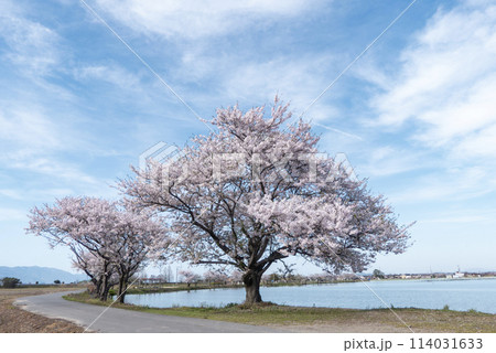 湖畔に立つ桜の木 滋賀県草津市平湖 湖畔に立つ桜の木 滋賀県草津市平湖 114031633