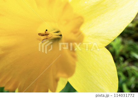 黄色く美しいラッパスイセン 114031772