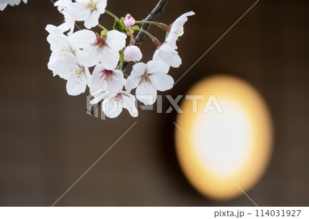 街の中の桜 街の中の桜 114031927