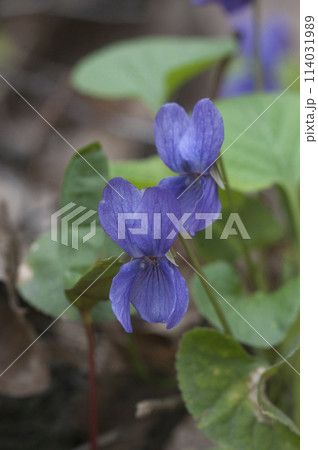 Viola palustris (marsh violet) flowers, close up shot Viola palustris (marsh violet) flowers, close up shot 114031989