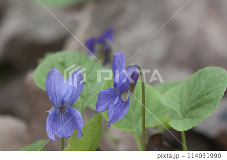 Viola palustris (marsh violet) flowers, close up shot 114031990