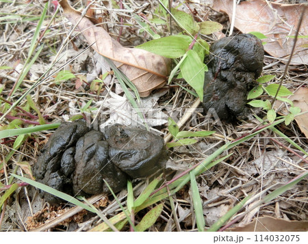イノシシの糞（丹沢・水無川付近にて）神奈川県秦野市 114032075