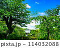三嶋大社新緑の桜 114032088