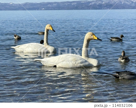 2024年2月の福島県猪苗代湖の志田浜の白鳥 2024年2月の福島県猪苗代湖の志田浜の白鳥 114032106
