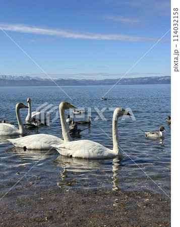 2024年2月の福島県猪苗代湖の志田浜の白鳥 114032158
