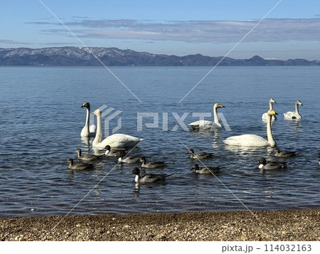 2024年2月の福島県猪苗代湖の志田浜の白鳥 2024年2月の福島県猪苗代湖の志田浜の白鳥 114032163