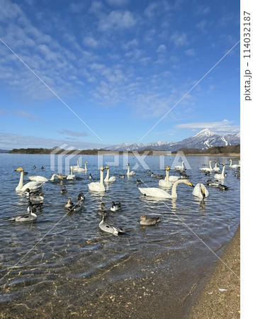 2024年2月の福島県猪苗代湖の志田浜の白鳥 114032187