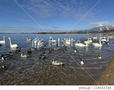 2024年2月の福島県猪苗代湖の志田浜の白鳥 114032188