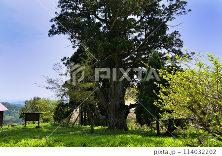 新潟県上越市安塚区坊金　坊金(ぼうがね)の大杉 114032202