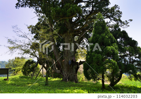 新潟県上越市安塚区坊金　坊金(ぼうがね)の大杉 114032203