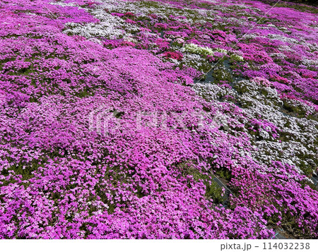 一面の芝桜 114032238