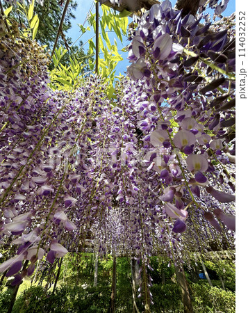 藤の花のある風景 藤の花のある風景 114032252