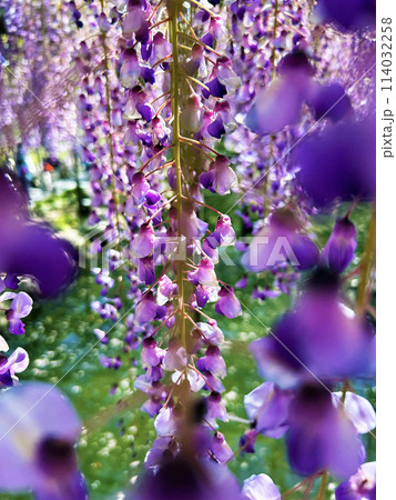 藤の花のある風景 114032258