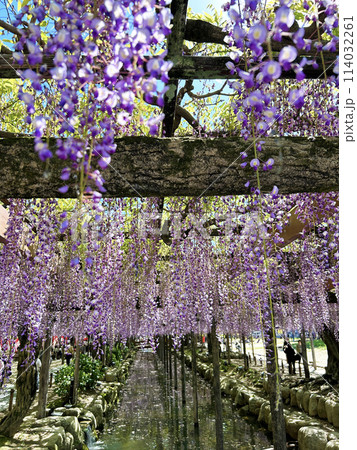 満開の藤の花 満開の藤の花 114032261