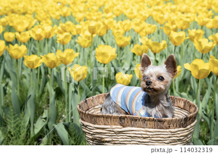 カゴに入ったヨークシャテリアとチューリップ 114032319
