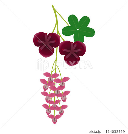 Akebia flowers with leaves on a white background. 114032569