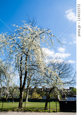 明るい日差しの下の白い桜 ロンドンの西のラベンズコートの公園にて 明るい日差しの下の白い桜 ロンドンの西のラベンズコートの公園にて 114032572