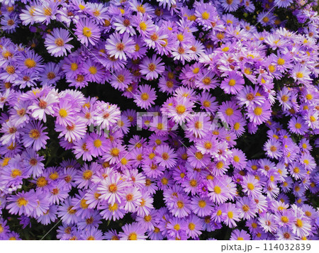 Background, pattern with plants - flowers of purple-lilac asterix bush and daisies in full bloom Background, pattern with plants - flowers of purple-lilac asterix bush and daisies in full bloom 114032839