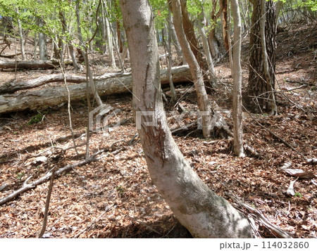 鹿の角研ぎ痕（山梨県扇山にて） 114032860