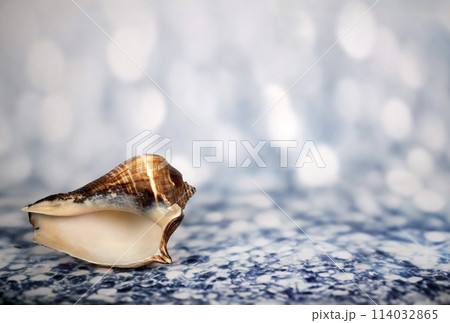 shellfish on blue 114032865
