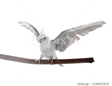flying gray cockatiel flying gray cockatiel 114032872