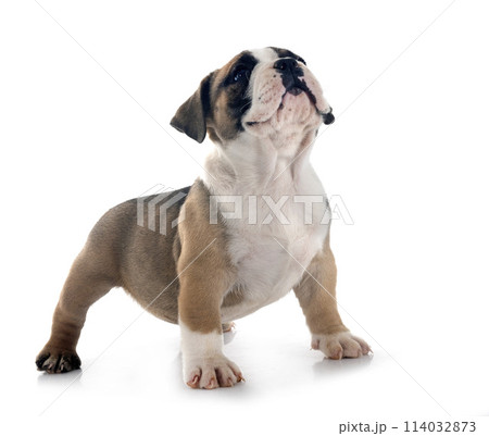 puppy american bully in studio 114032873