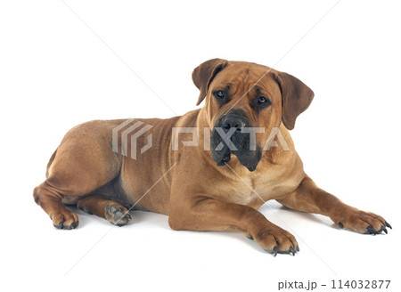 African boerboel in studio 114032877