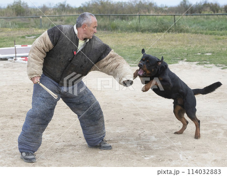 training of rottweilerの写真素材 [114032883] - PIXTA