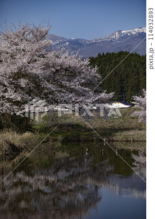 山形新幹線と満開の桜 114032893