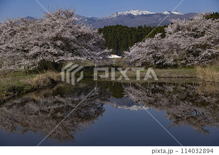 山形新幹線と満開の桜 114032894
