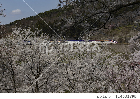 山形新幹線と満開の桜 山形新幹線と満開の桜 114032899
