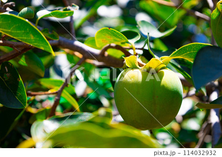 都会の畑の柿の木・まだ未完の夏の青い緑の柿、渋柿(東京都練馬区) 都会の畑の柿の木・まだ未完の夏の青い緑の柿、渋柿(東京都練馬区) 114032932