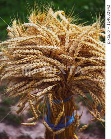 Harvested wheatsheaves in focus amidst natural setting indicating organic farming practices. Harvested wheatsheaves in focus amidst natural setting indicating organic farming practices. 114032942