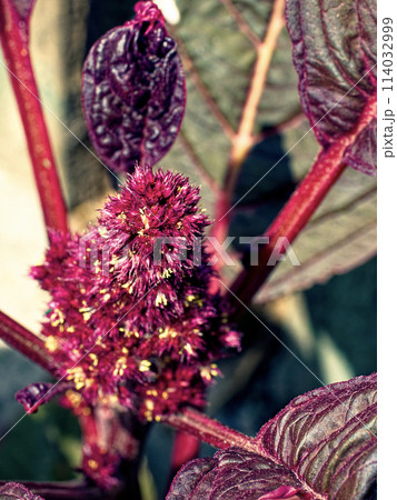 A detailed texture of a red flowering plant surrounded by deep green foliage, evoking natural wonder. 114032999
