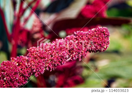 A vibrant cluster of deep pink flowers, full bloom against a blurred background, suitable for spring-themed content. 114033023