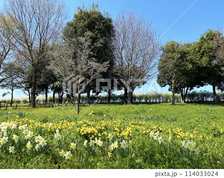 公園に咲くスイセン 114033024