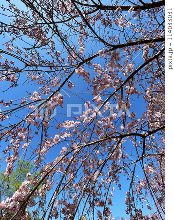 青空に映える桜 114033031