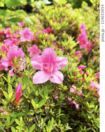 赤いサツキの花 114033054