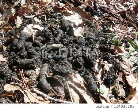 タヌキの溜め糞(山梨県扇山) タヌキの溜め糞(山梨県扇山) 114033183