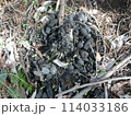 タヌキの溜め糞(山梨県扇山) タヌキの溜め糞(山梨県扇山) 114033186