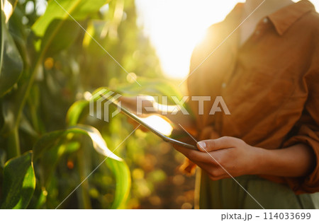 Smart farm Farmer female standing in corn field with tablet. Agriculture, gardening, ecology concept Smart farm Farmer female standing in corn field with tablet. Agriculture, gardening, ecology concept 114033699