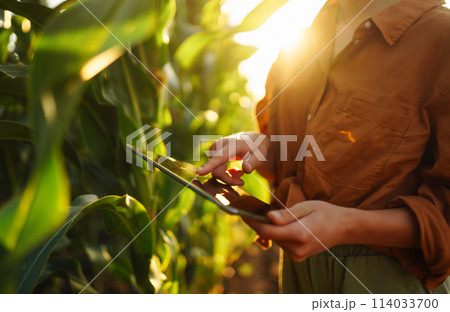 Smart farm Farmer female standing in corn field with tablet. Agriculture, gardening, ecology concept Smart farm Farmer female standing in corn field with tablet. Agriculture, gardening, ecology concept 114033700