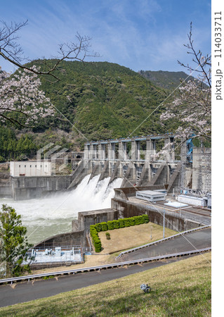 秋葉ダムと桜のある風景(静岡県) 114033711